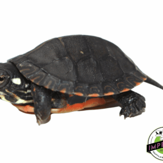 Eastern Painted Turtle Baby