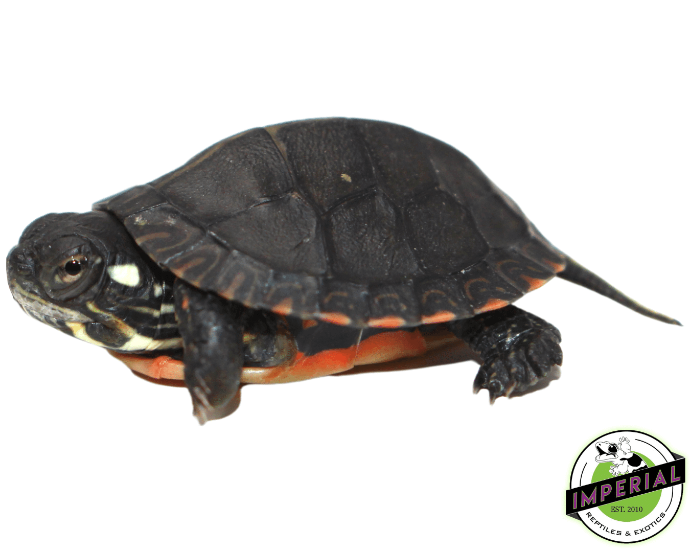 Eastern Painted Turtle Baby