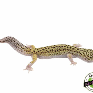 Eclispe Leopard Gecko Adult