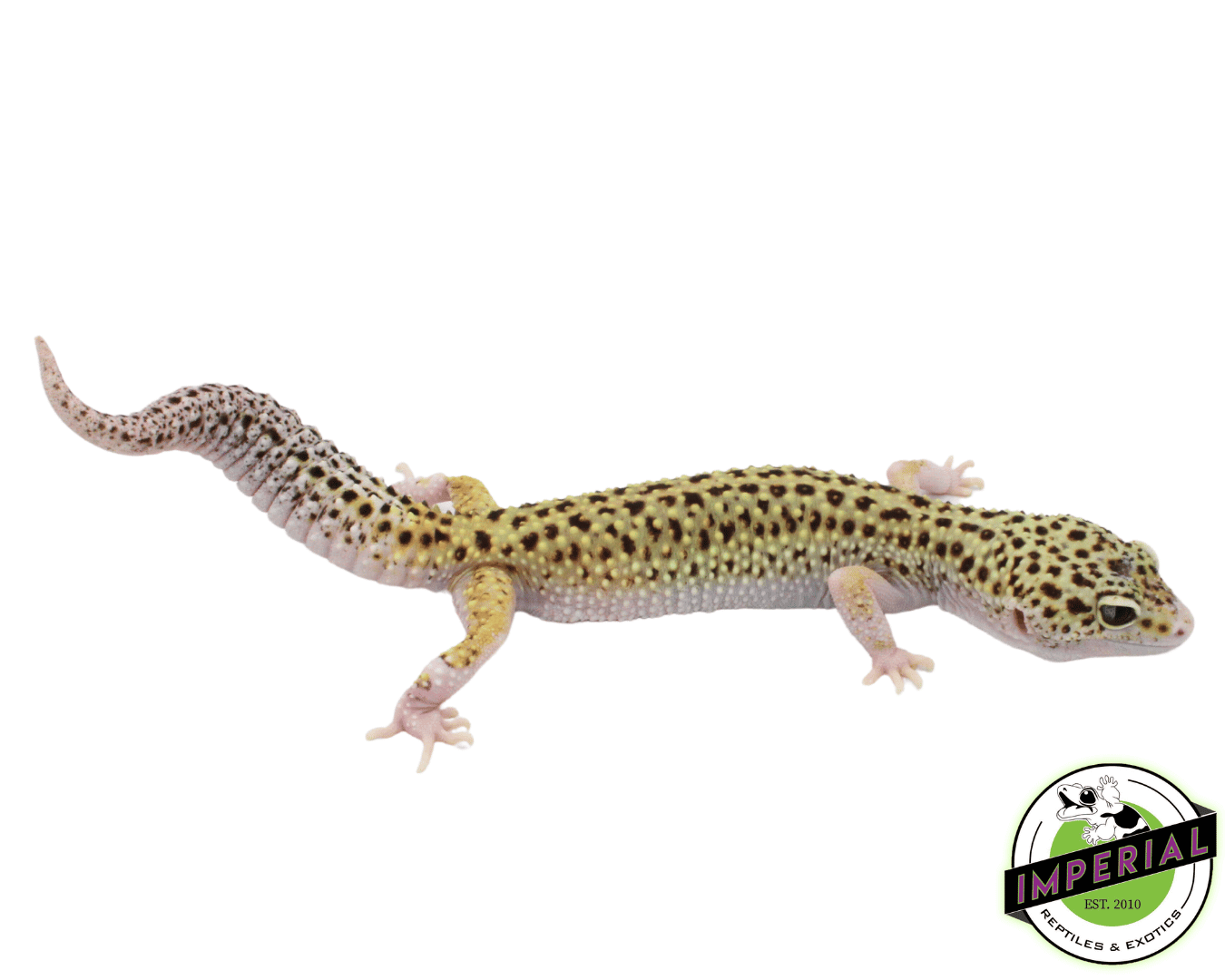 Eclispe Leopard Gecko Adult