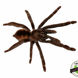 Ecuador Olive-grey Tree Spider (Psalmopoeus ecclesiasticus)