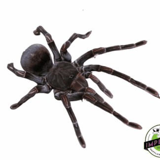 Ecuadorian Black Birdeater Tarantula (Pamphobeteus sp. 'tigris')