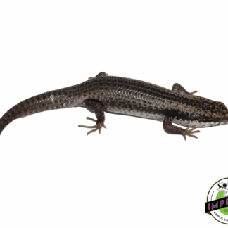 Australian Tree-Crevice Skink (Egernia striolata)