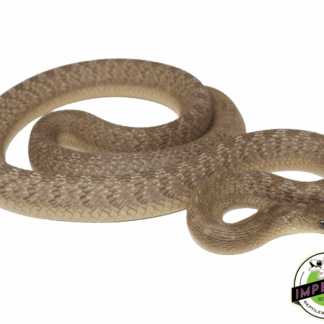 African Egg Eating Snake (Dasypeltis gansi)