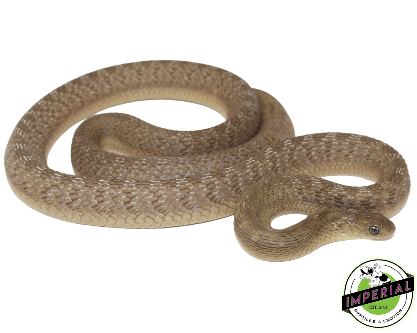 African Egg Eating Snake (Dasypeltis gansi)