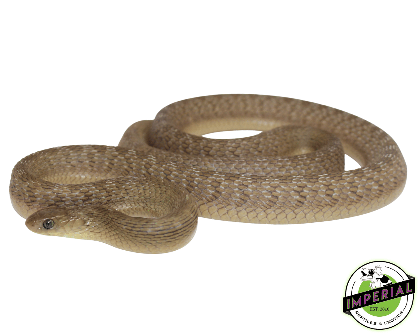 African Egg Eating Snake (Dasypeltis gansi) - Image 2