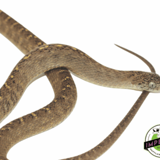 African Egg Eating Snake (Daspeltis fasciatus)