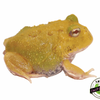 Super Pikachu PacMan Frog Baby