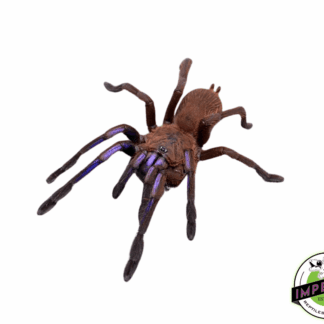 Electric Blue Tarantula