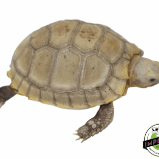 Elongated Tortoise Baby