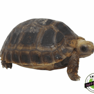 Elongated x Travancore Tortoise