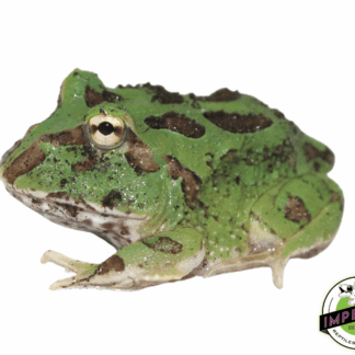 Emerald Pacman Frog