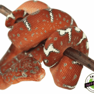 Northern Emerald Tree Boa Baby
