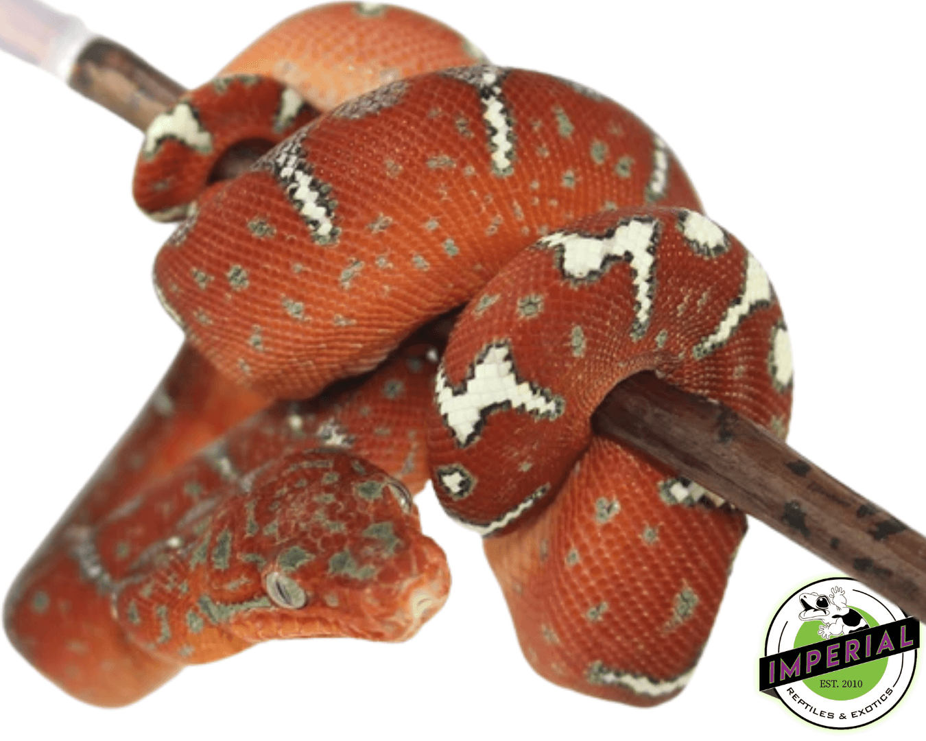 Northern Emerald Tree Boa Baby