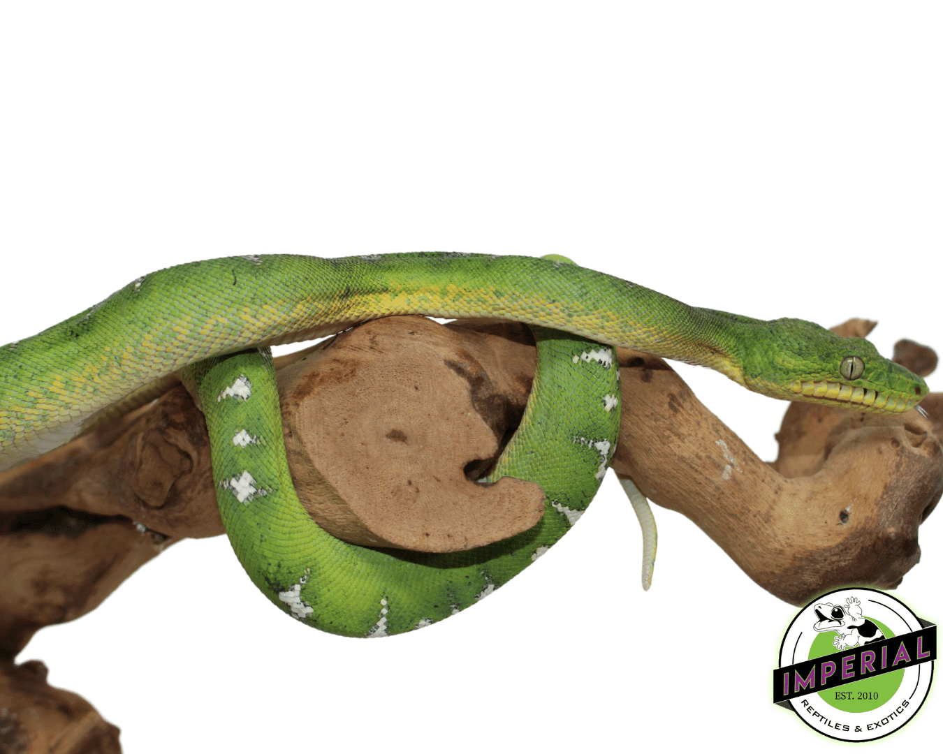 Emerald Tree Boa - Image 2