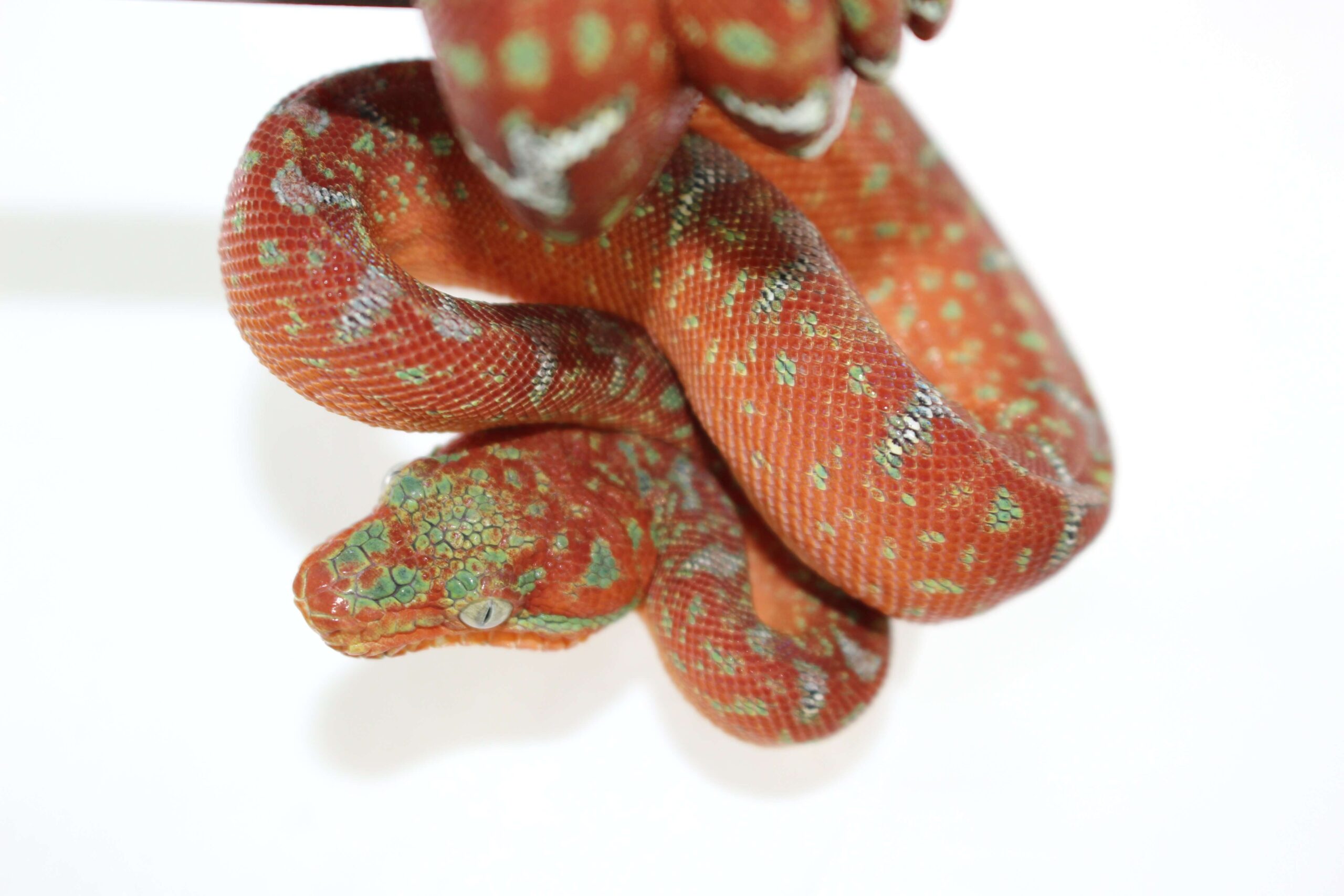Northern Emerald Tree Boa Baby - Image 3