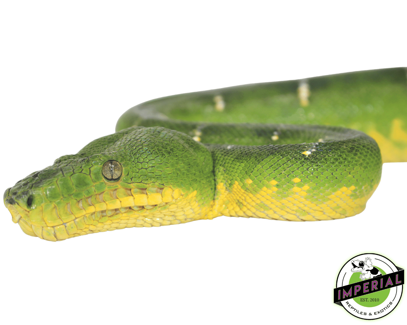 Emerald Tree Boa - Image 3