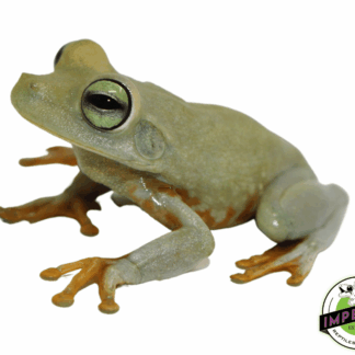 Emerald Eye Tree Frog