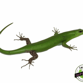 Emerald Tree Skink