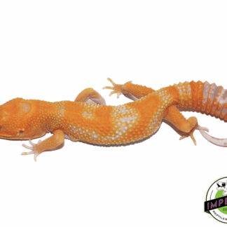 Emerine Leopard Gecko Adult
