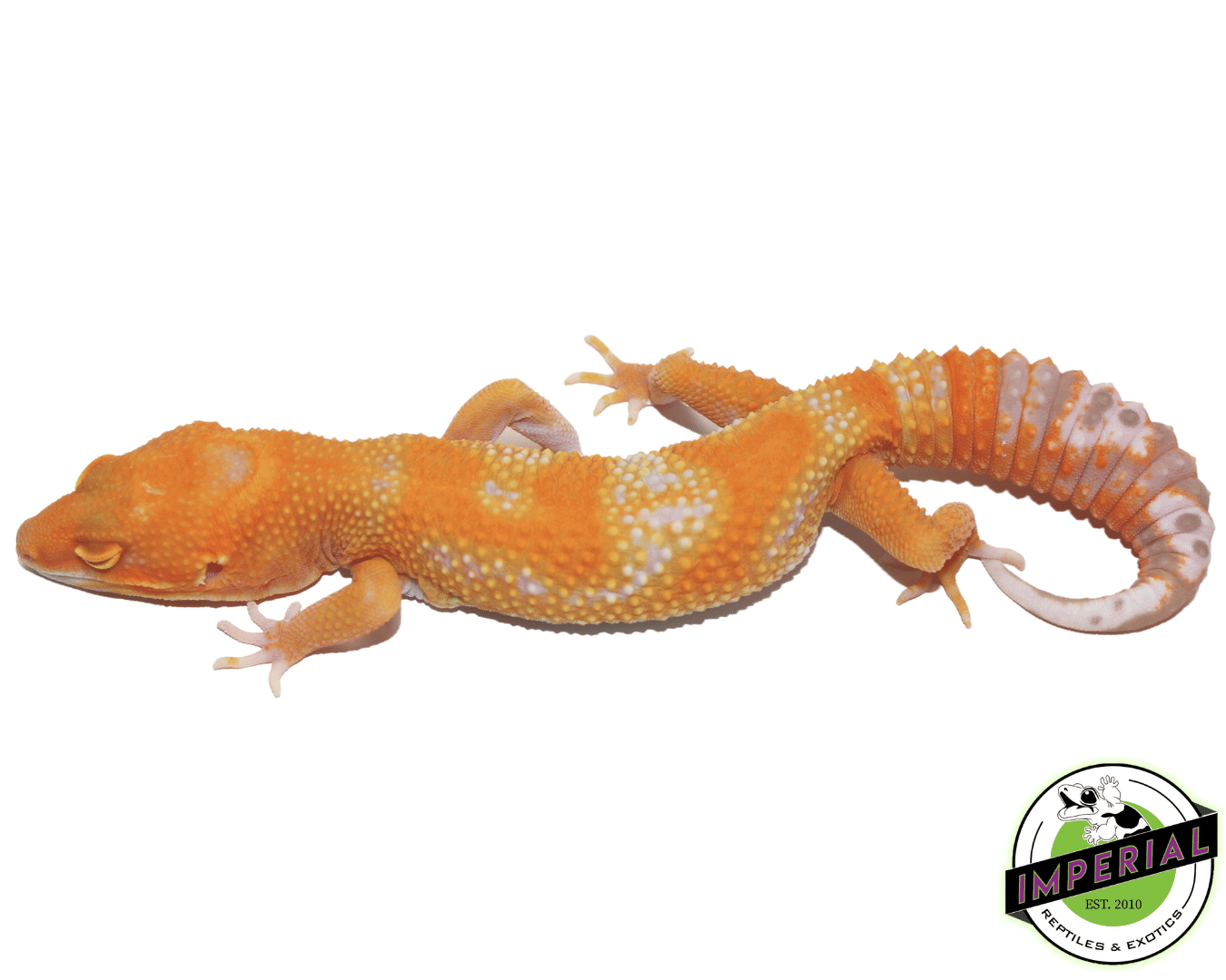 Emerine Leopard Gecko Adult