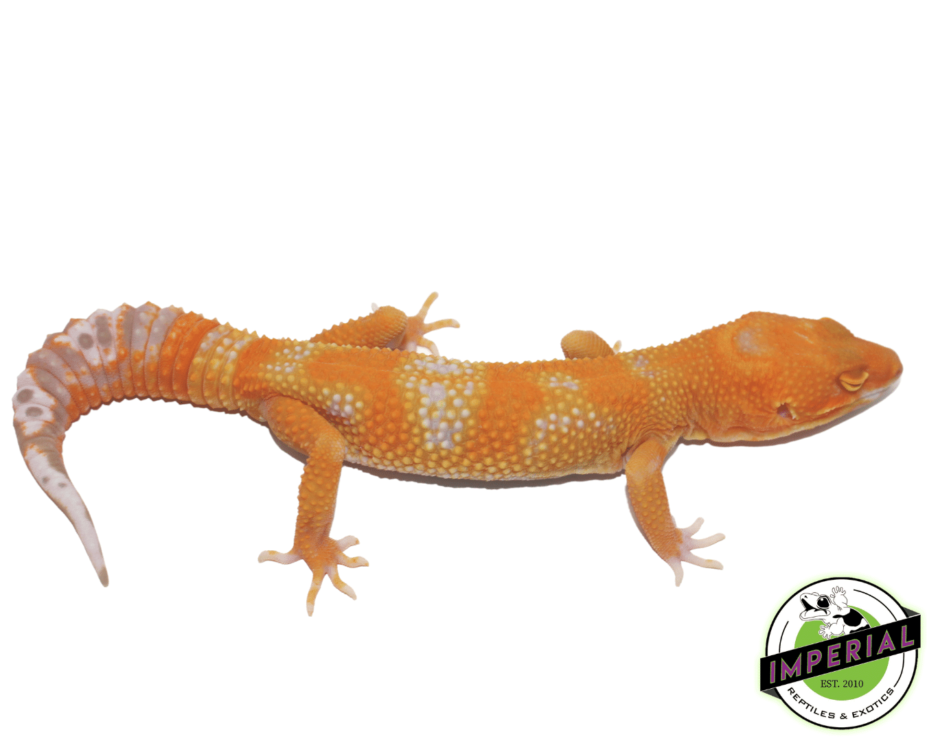 Emerine Leopard Gecko Adult - Image 2