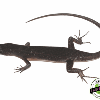 Black Emo Tree Skink