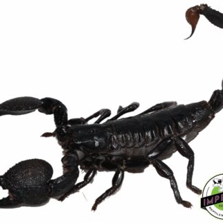 Emperor Scorpion Adult