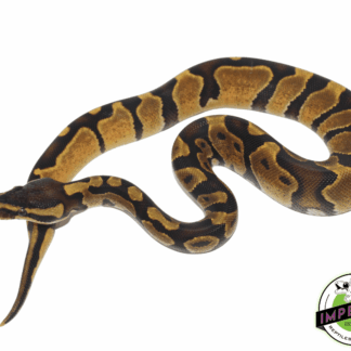 Enchi Ball Python
