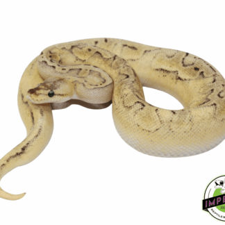 Champagne Enchi Ball Python