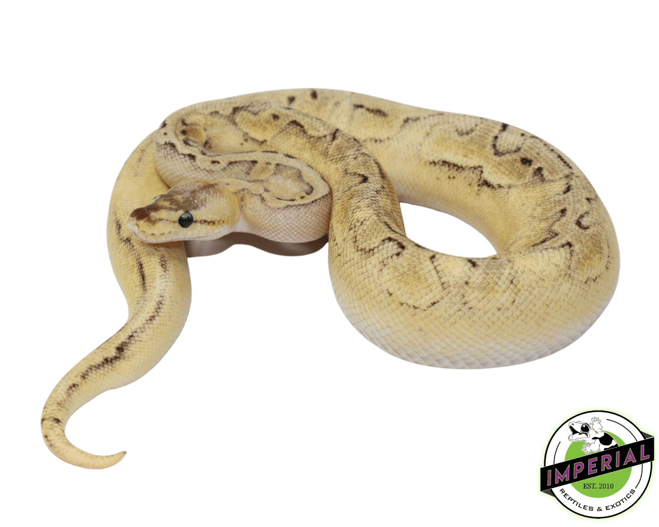 Champagne Enchi Ball Python