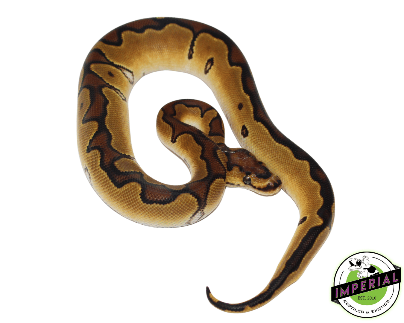 Enchi Clown Ball Python - Image 2