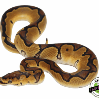 Enchi Clown Ball Python