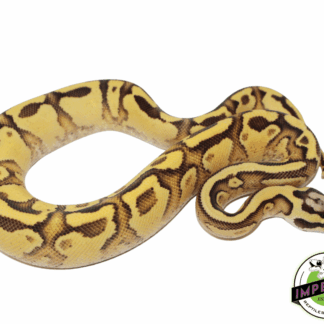 Firefly Enchi Yellowbelly Ball Python