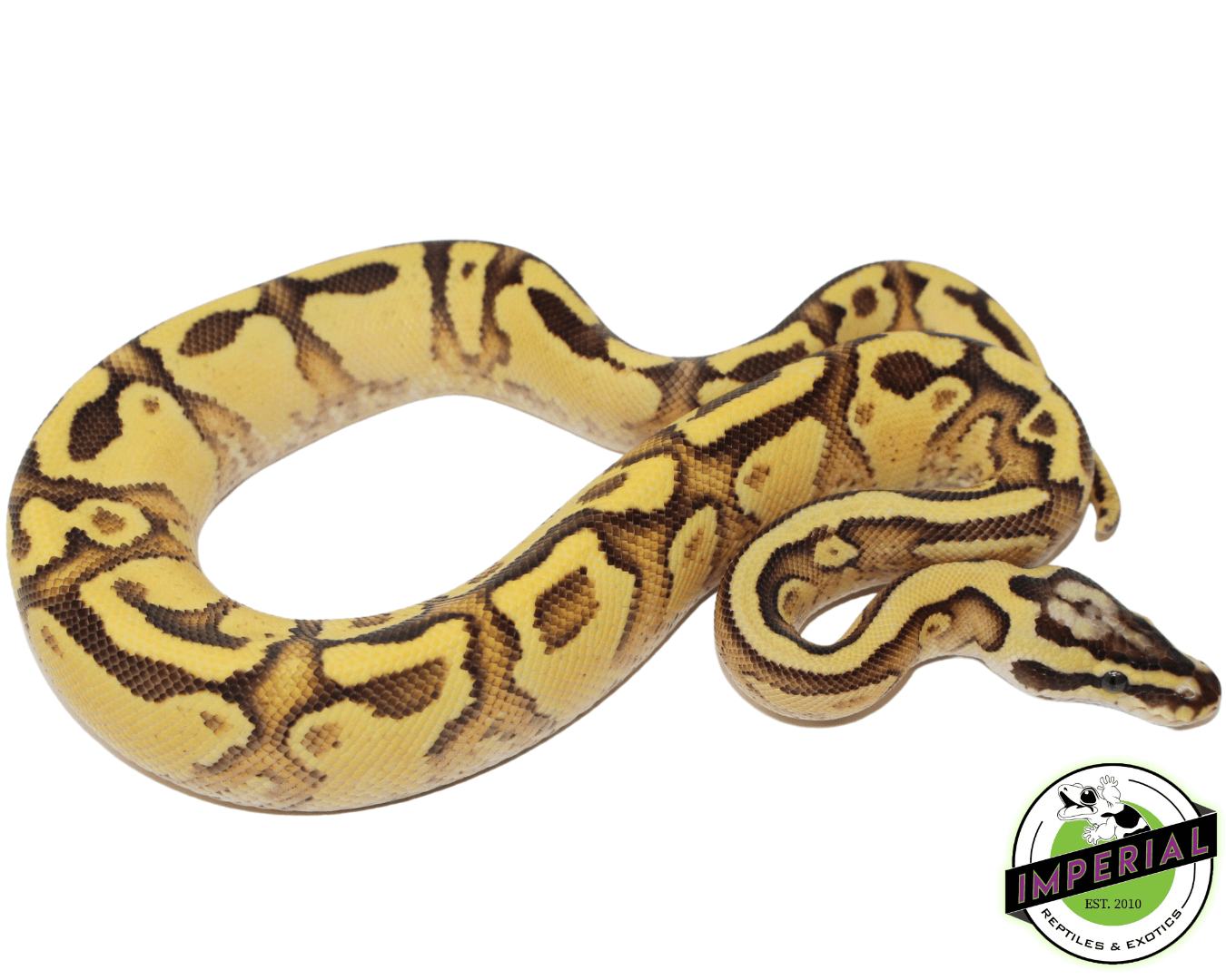 Firefly Enchi Yellowbelly Ball Python