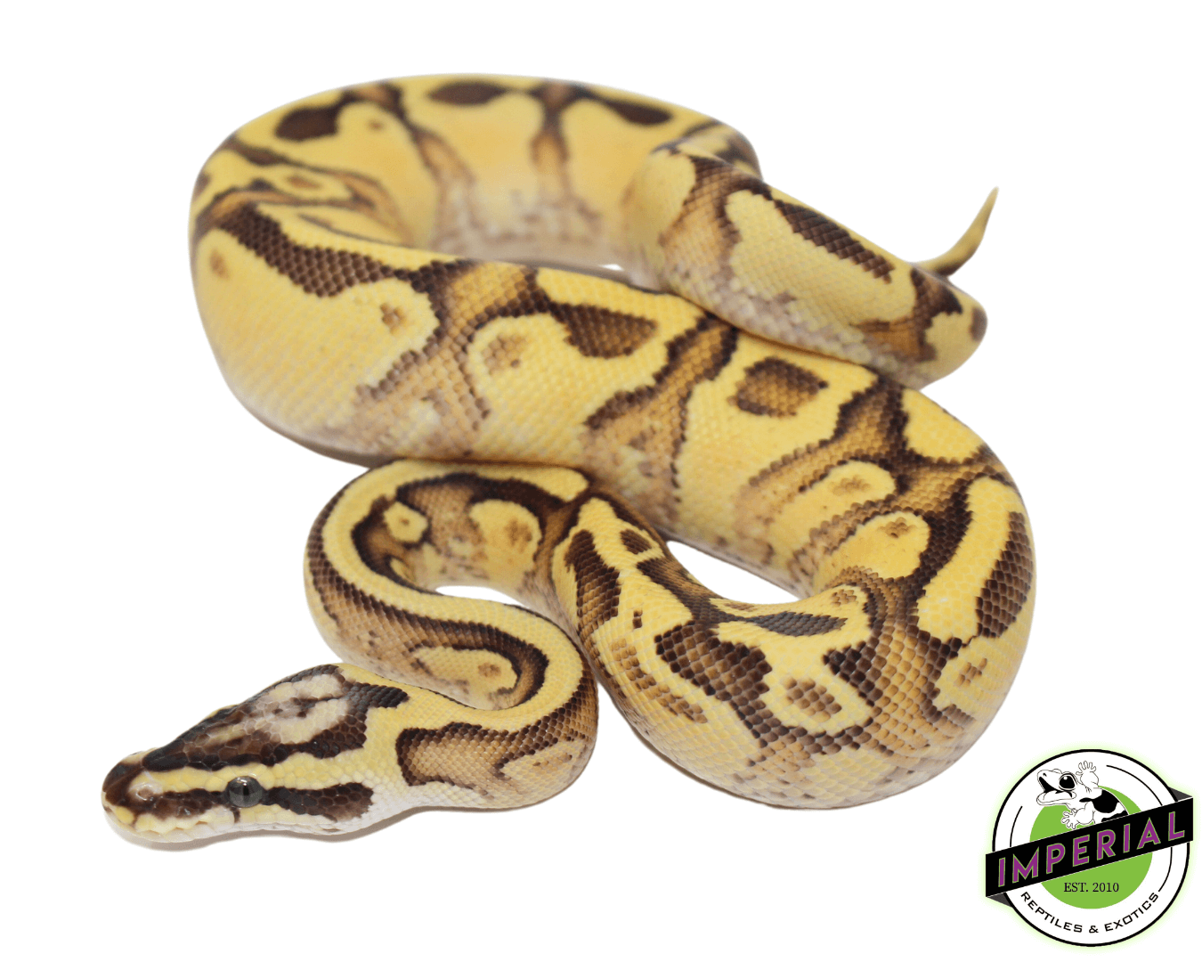 Firefly Enchi Yellowbelly Ball Python - Image 2