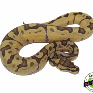 Enchi Ghost Ball Python