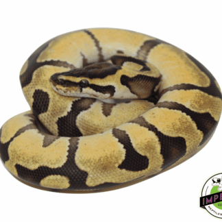 Enchi Lemonback Ball Python