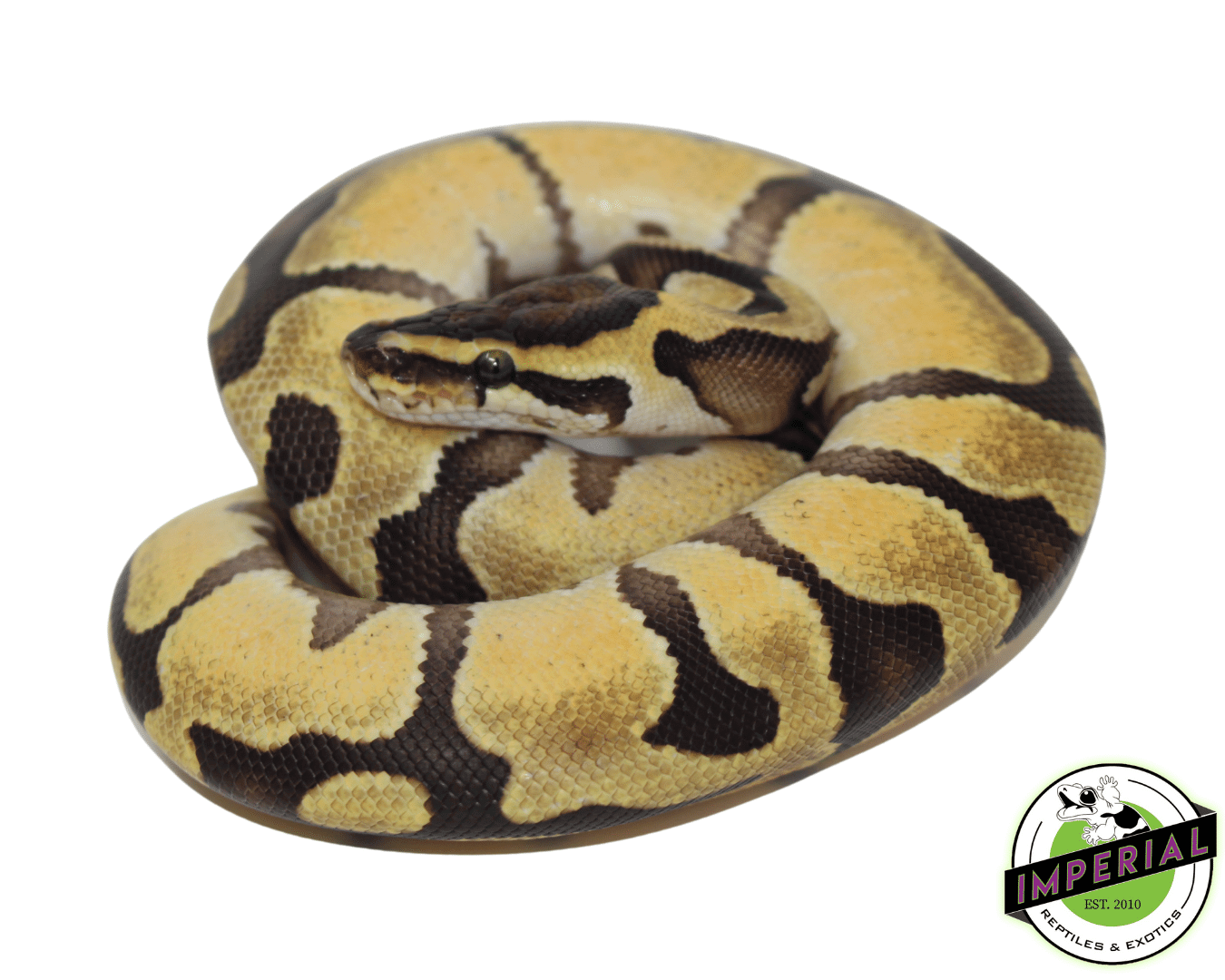 Enchi Lemonback Ball Python