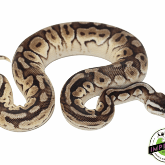 Enchi Pewter Ball Python