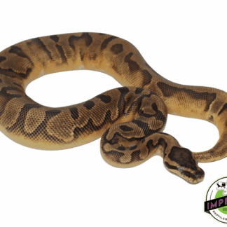 Enchi Pied Ball Python Sub Adult