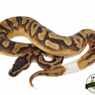 Enchi Piebald Ball Python
