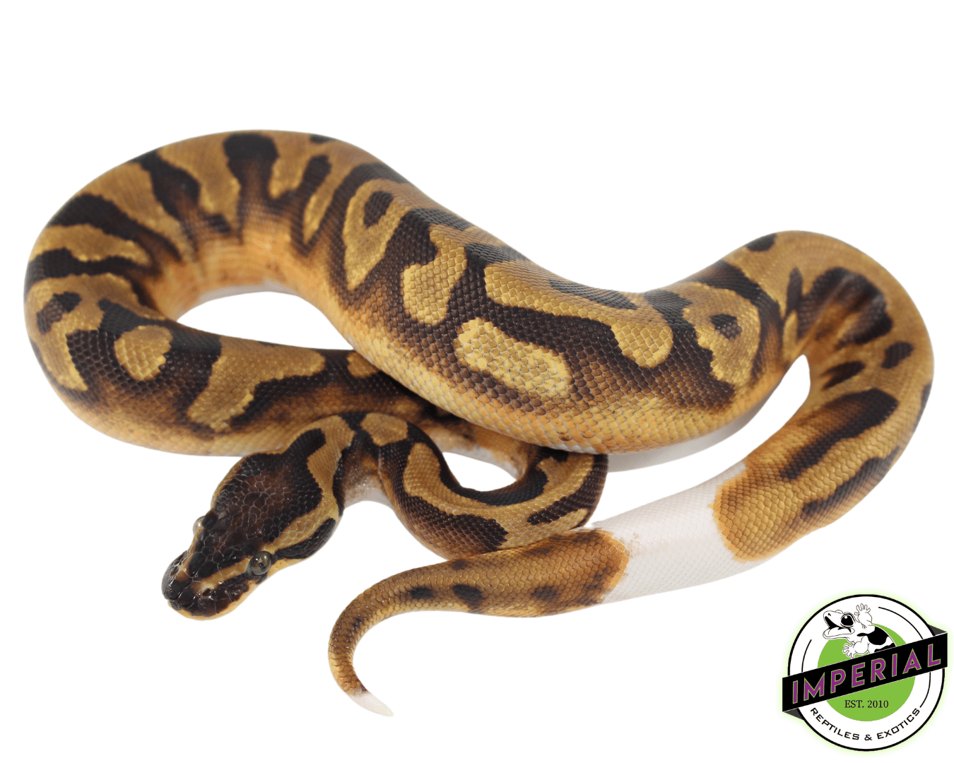 Enchi Piebald Ball Python