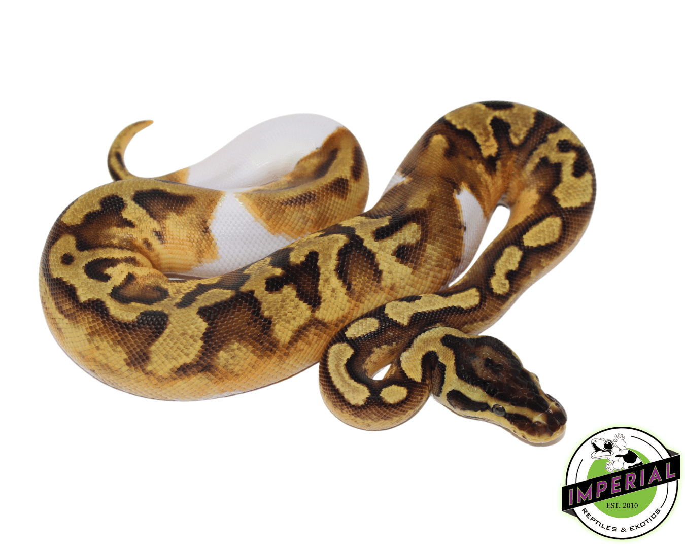 Enchi Piebald Ball Python - Image 3
