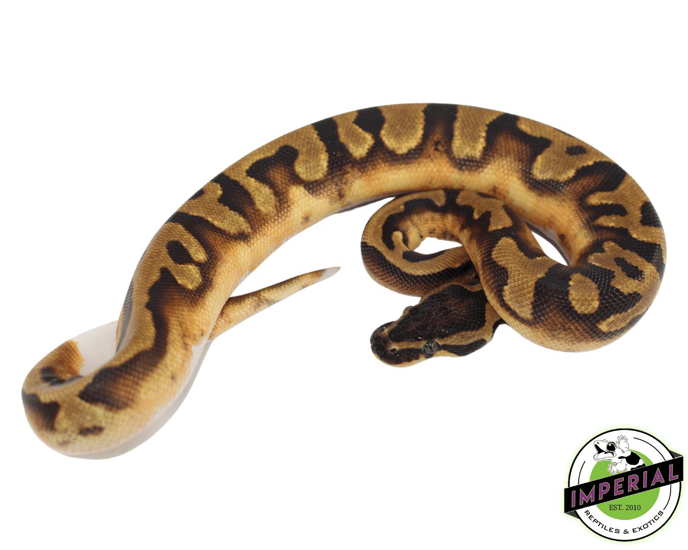 Enchi Piebald Ball Python - Image 2