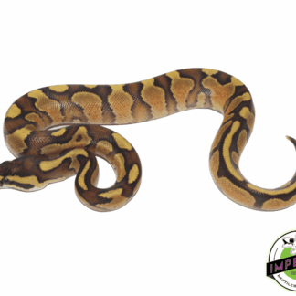 Enchi Spark Ball Python