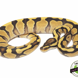 Enchi Yellowbelly Ball Python