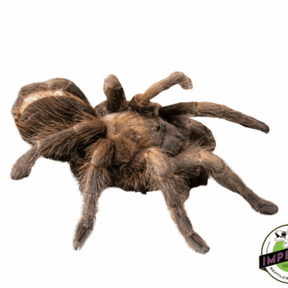 Aphonopelma sp. "Encinos" Tarantula