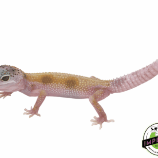 Enigma Leopard Gecko