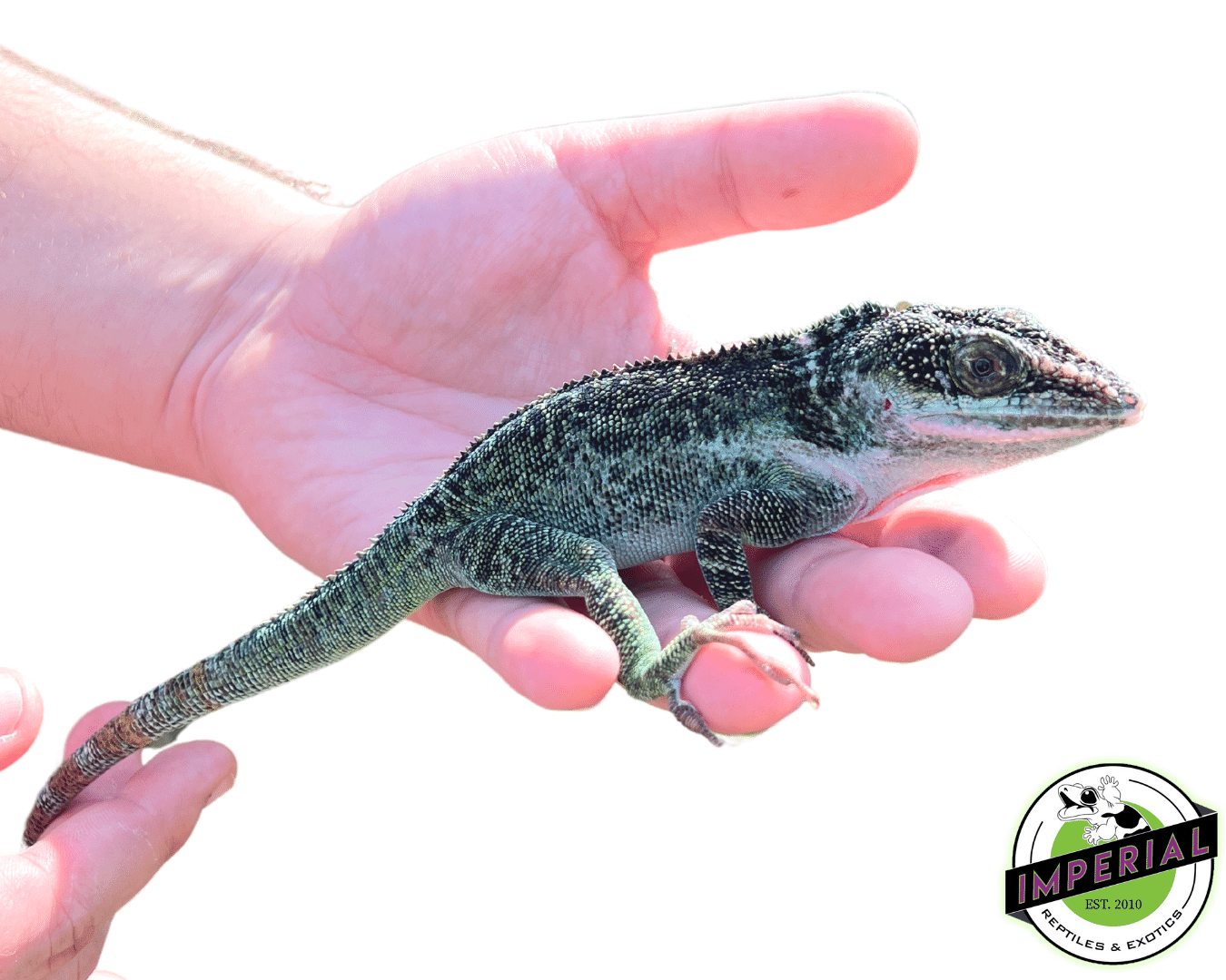 Giant Western White Lip Knight Anole (Anolis equestris luteogularis) - Image 3